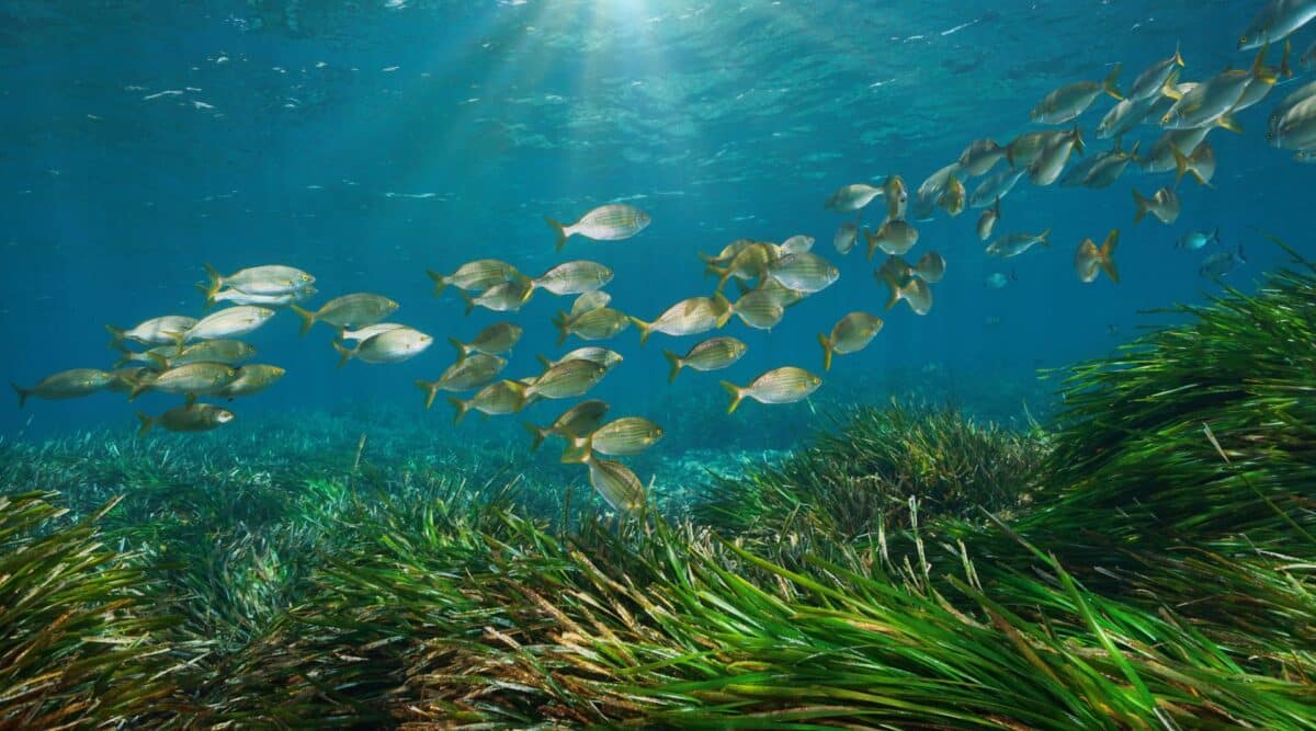 poisson méditéranée