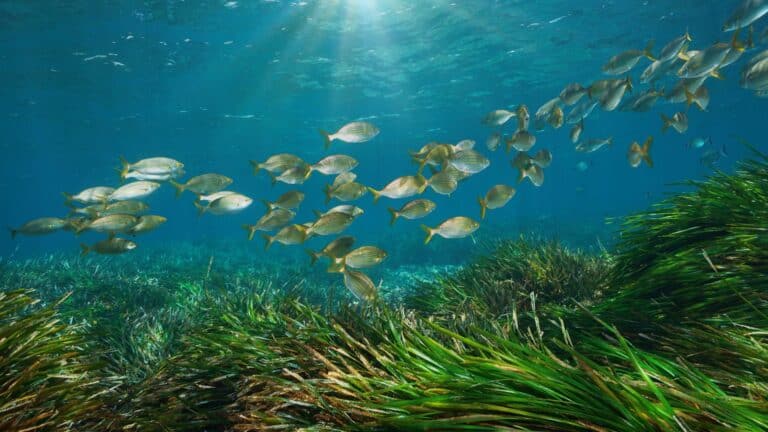 poisson méditéranée